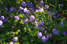 Geranium 'Gerwat' syn. Geranium 'Rozanne' bestellen